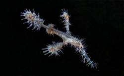 white ornate ghost pipefish. There were two fo them, brig... by John M Akar 